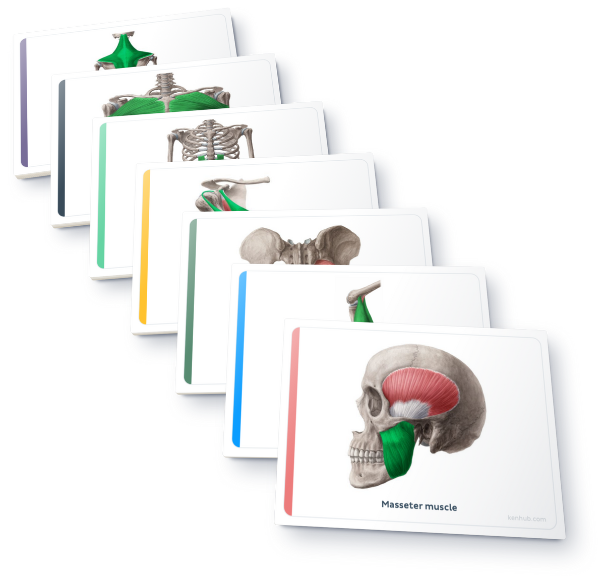 Flashcards de anatomía: Músculos