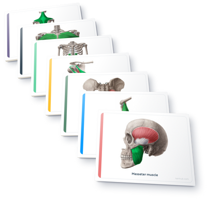 Flashcards de anatomía: Músculos