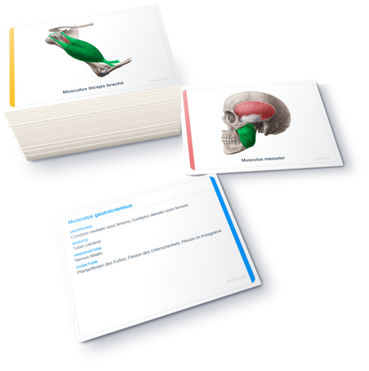 Flashcards de anatomía: Músculos