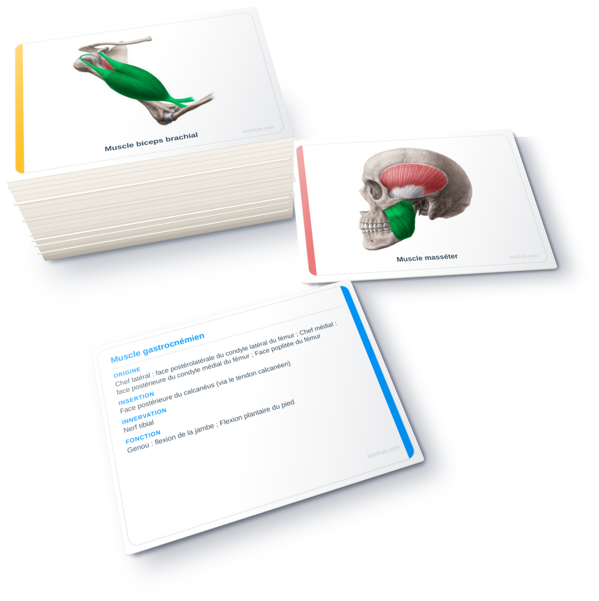 Flashcards de anatomía: Músculos