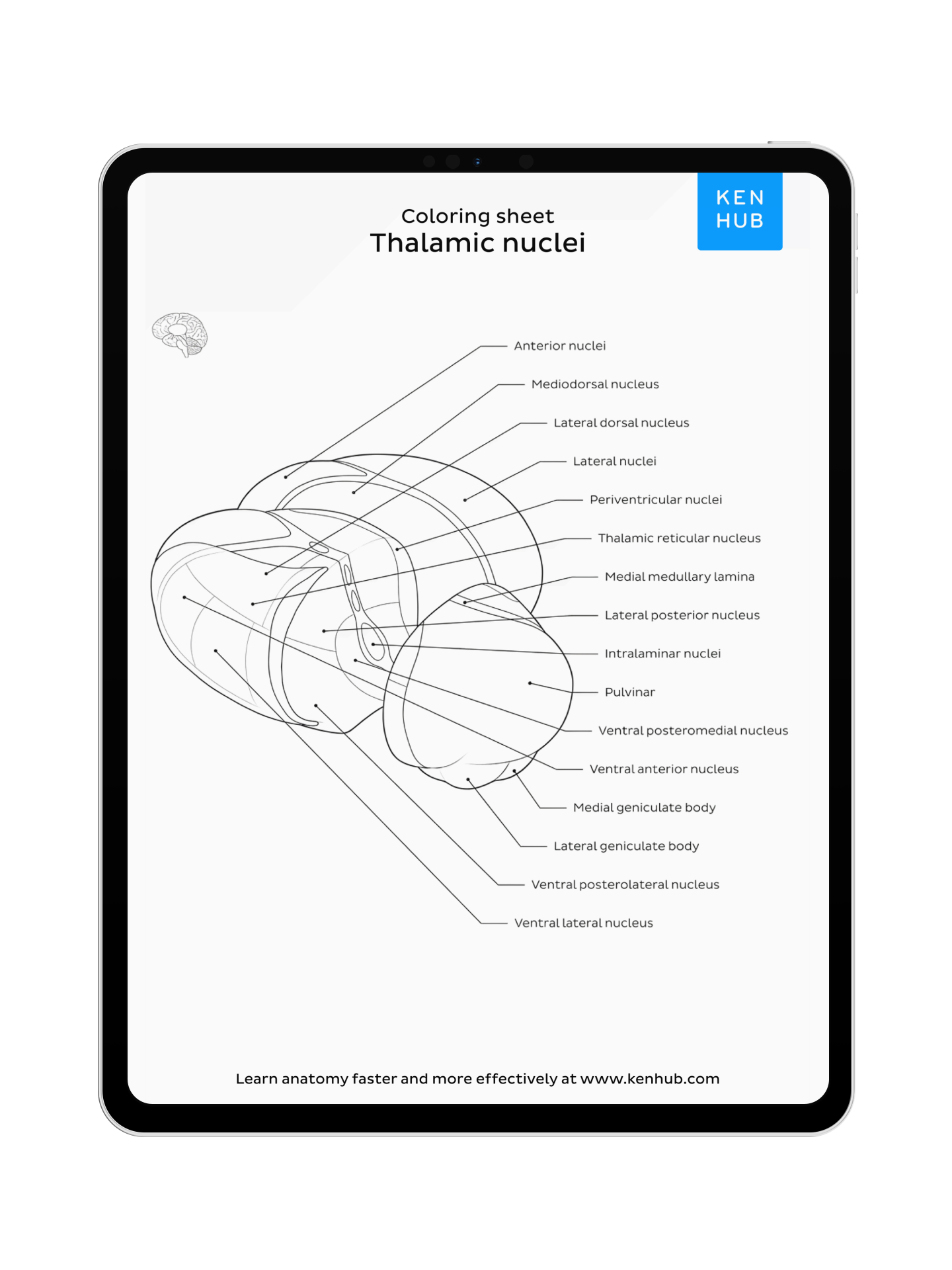Neuroanatomy: Coloring Pages