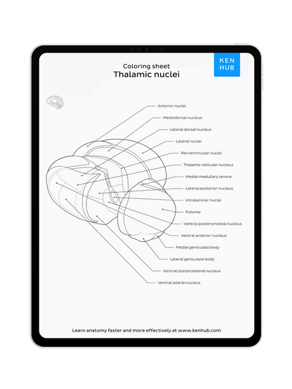 Neuroanatomy: Coloring Pages