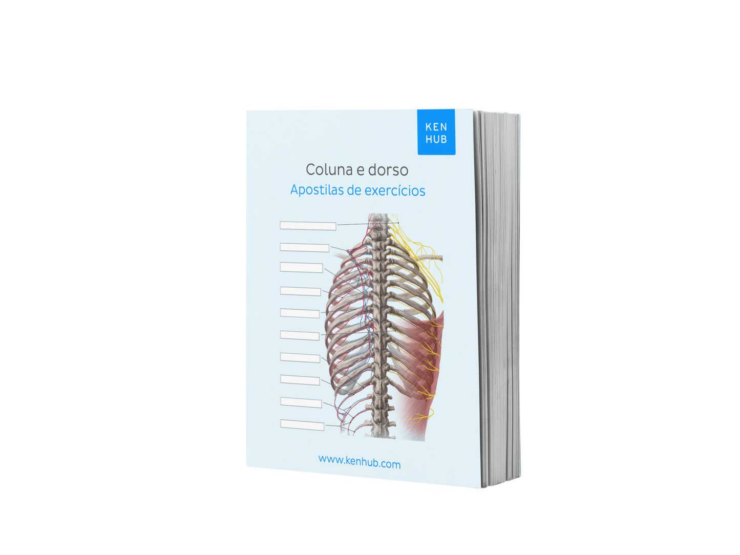 Complete Anatomy Bundle: Labeling Diagrams (Portuguese Terminology)