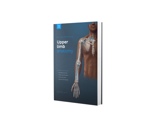 Anatomie du membre supérieur : Synthèse de Cours