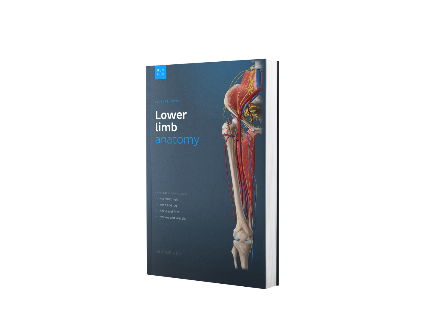 Lower Limb Anatomy: Lecture Notes