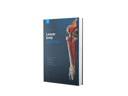 Lower Limb Anatomy: Lecture Notes