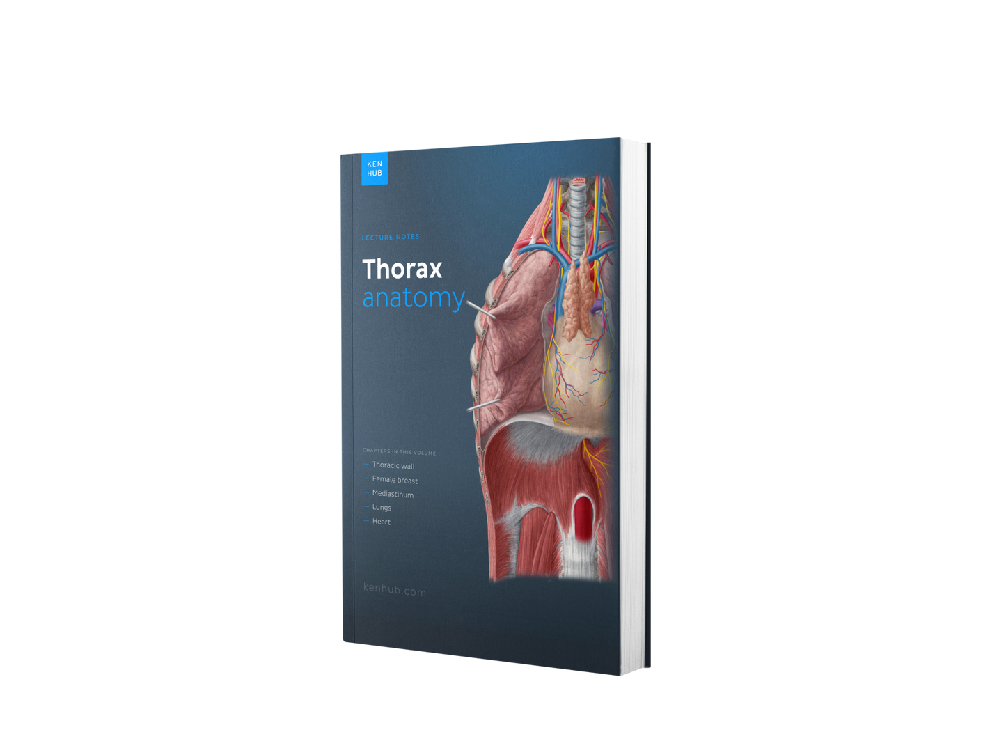 Thorax Anatomy: Lecture Notes