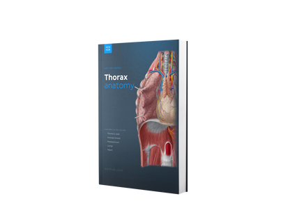 Thorax Anatomy: Lecture Notes