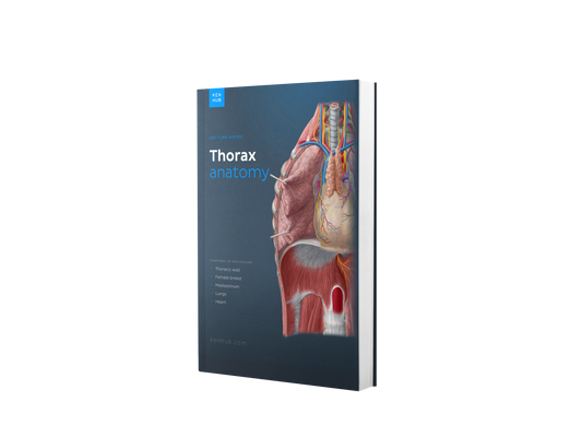 Anatomie du thorax : Synthèse de Cours