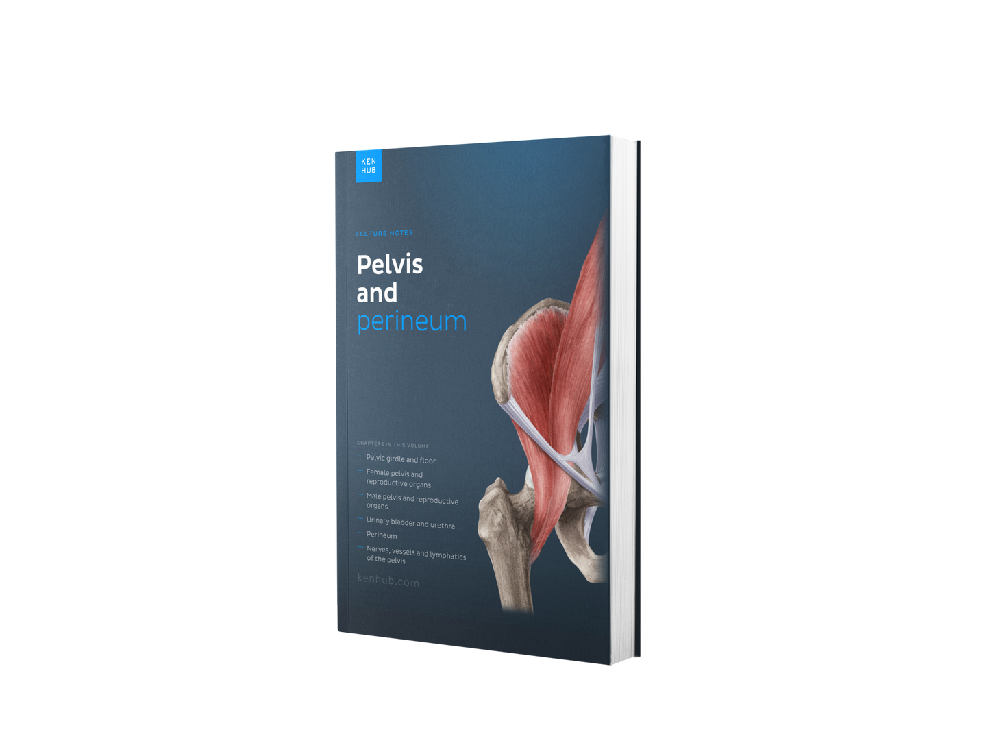 Becken und Perineum: Vorlesungsskript