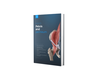 Becken und Perineum: Vorlesungsskript