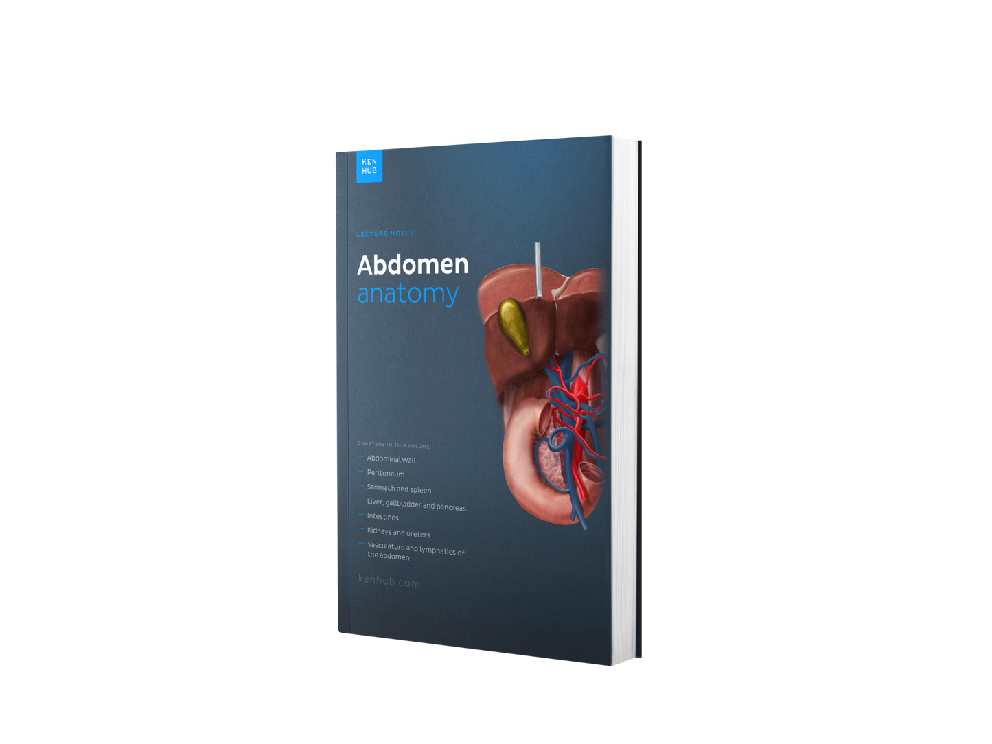 Abdomen Anatomy: Lecture Notes