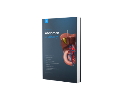 Abdomen Anatomy: Lecture Notes