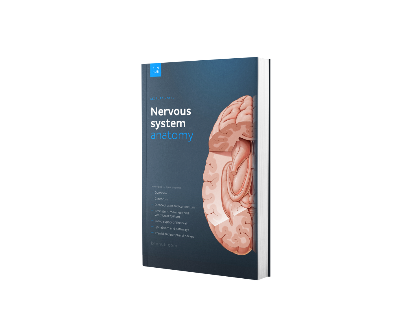 Neuroanatomy: Lecture Notes