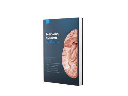 Neuroanatomy: Lecture Notes