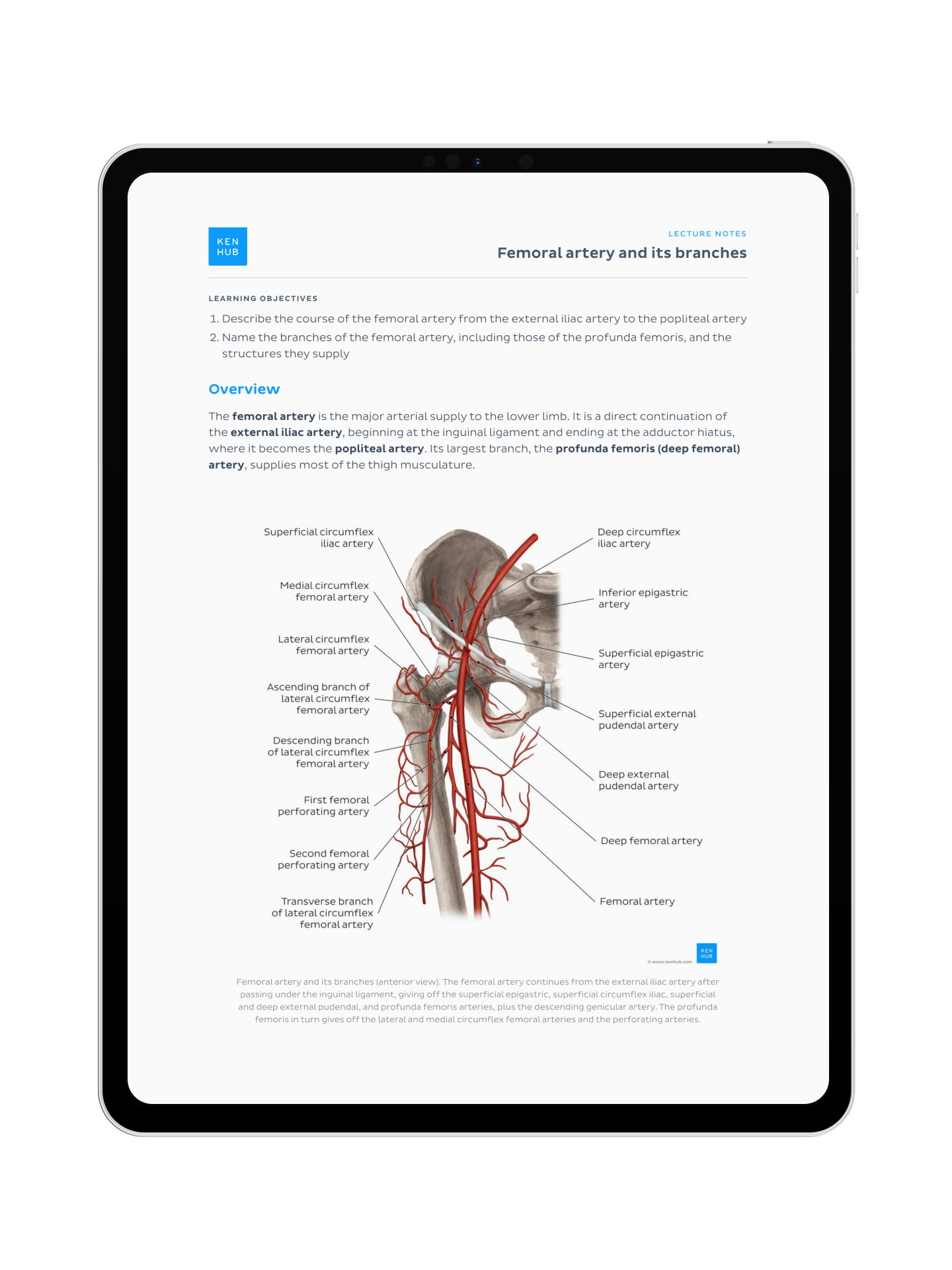 L'intégrale des Synthèses de Cours d'anatomie