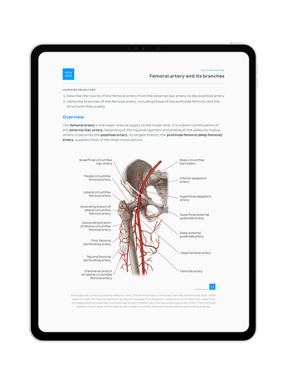 L'intégrale des Synthèses de Cours d'anatomie