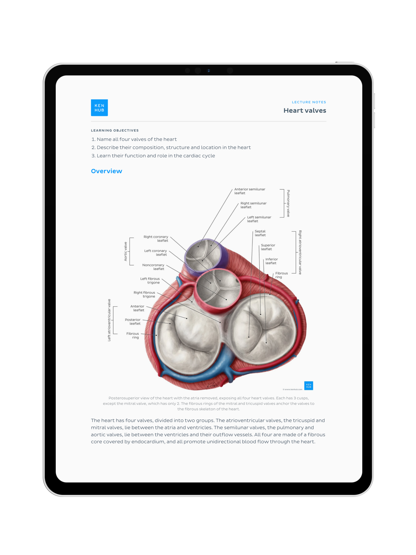 Thorax Anatomy: Lecture Notes