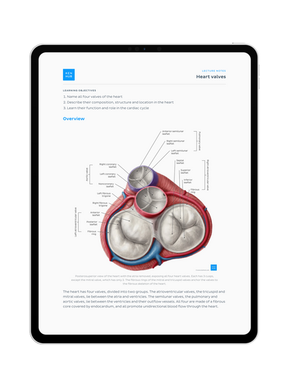 Thorax Anatomy: Lecture Notes