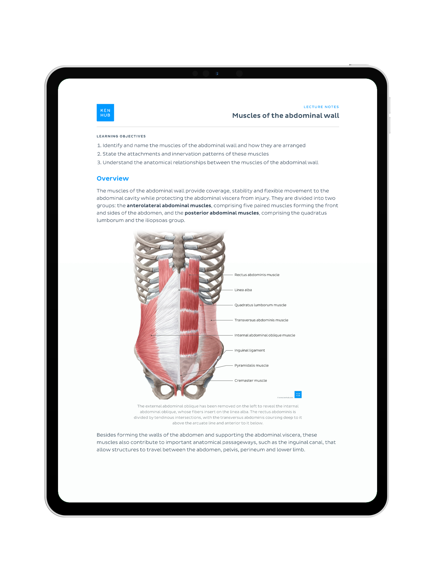 Abdomen Anatomy: Lecture Notes