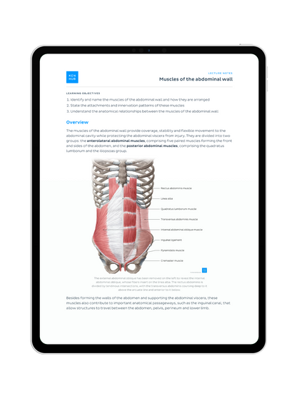 Abdomen Anatomy: Lecture Notes
