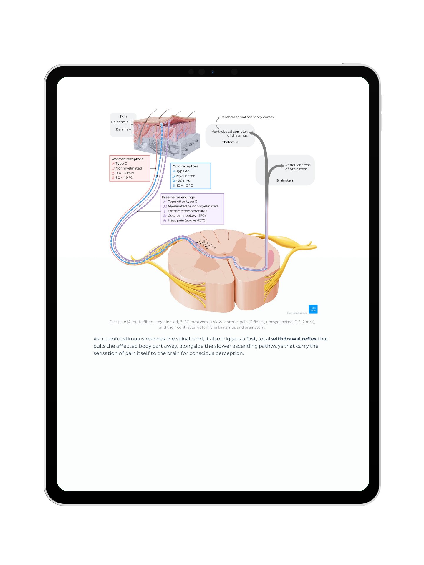 Neurophysiologie: Vorlesungsskript