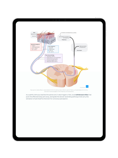 Neurophysiologie: Vorlesungsskript