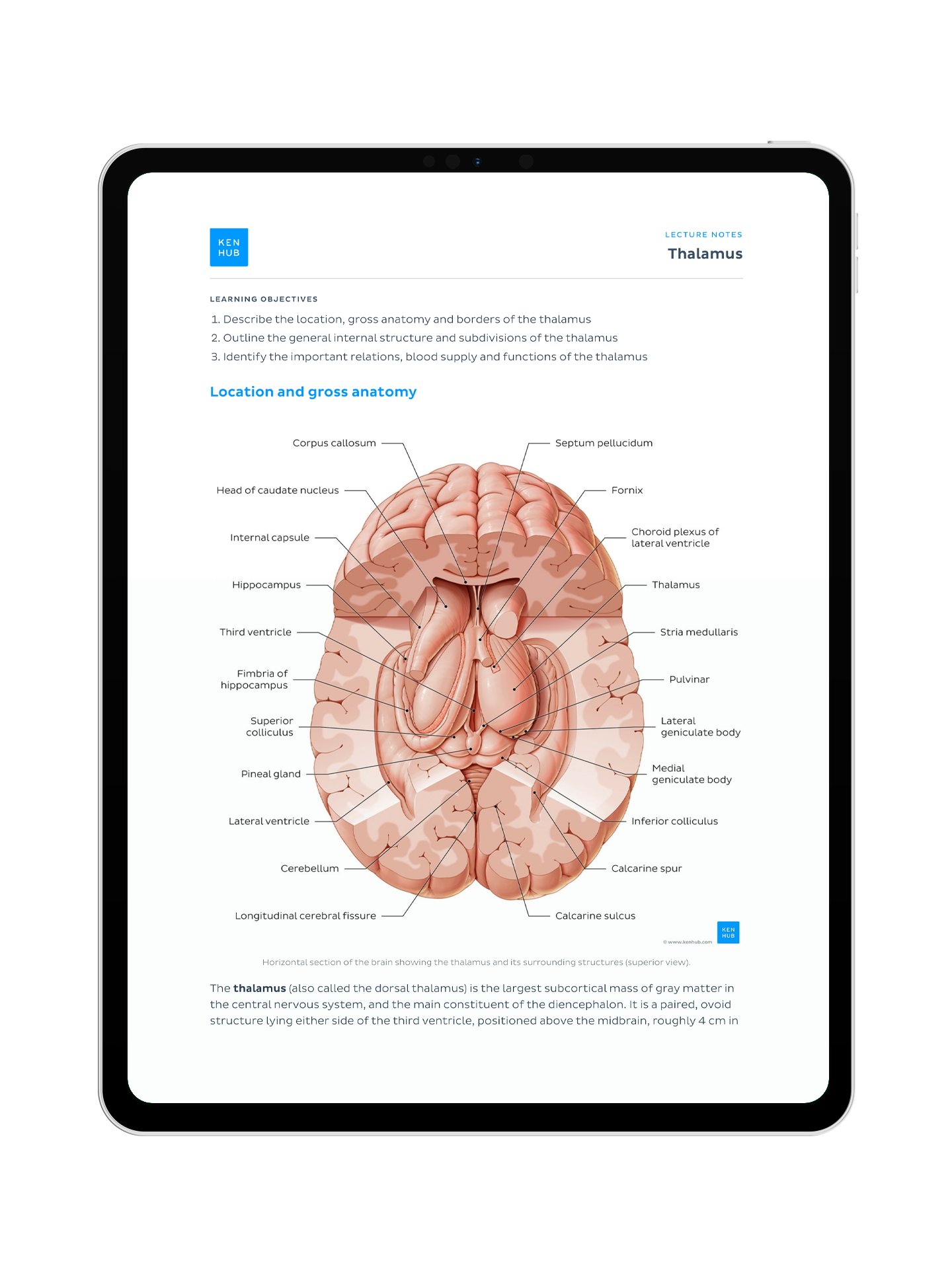 Neuroanatomy: Lecture Notes