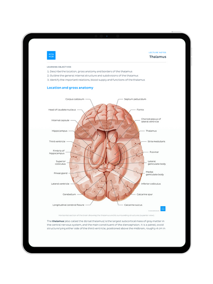 Neuroanatomy: Lecture Notes