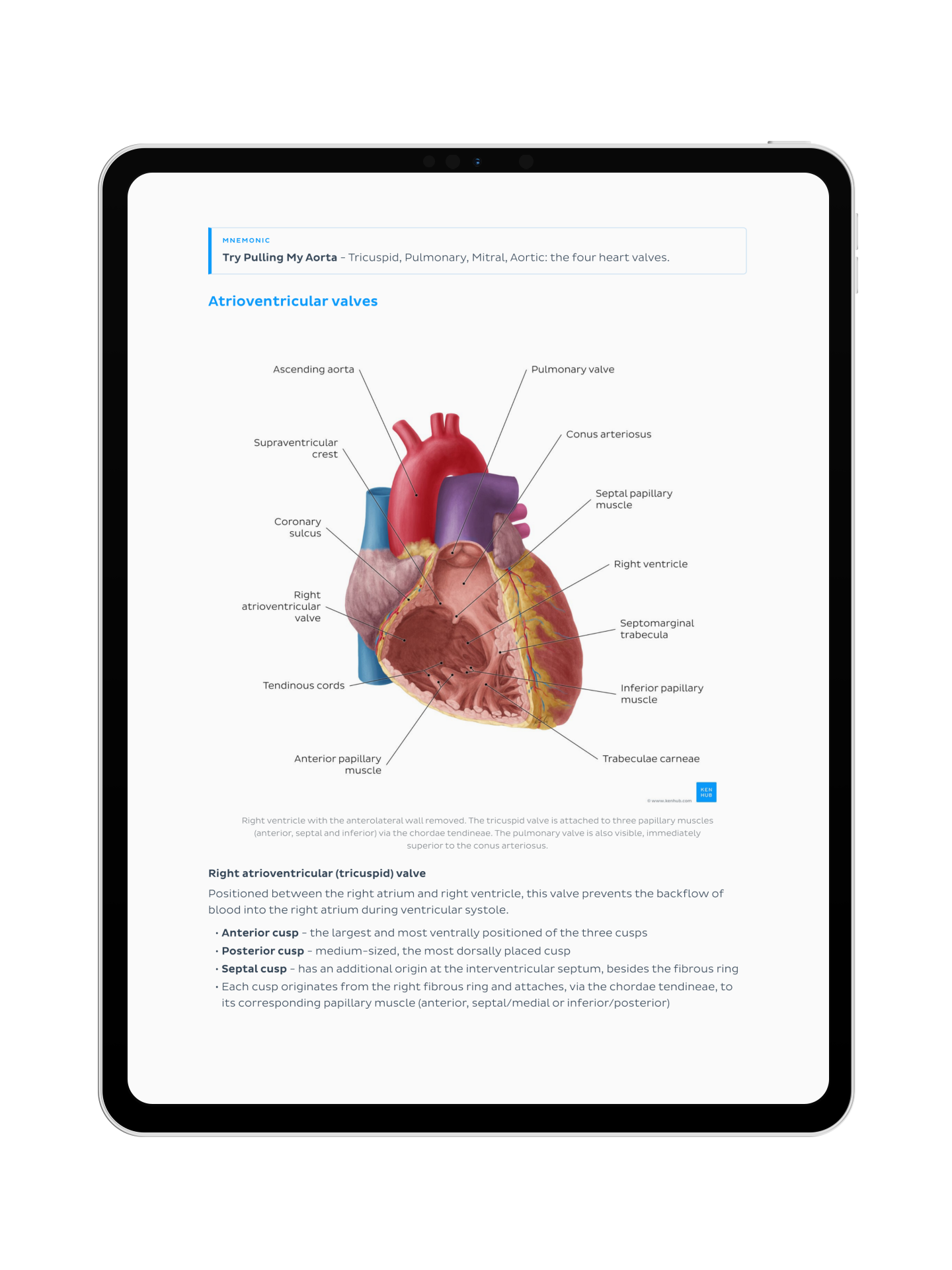 Thorax Anatomy: Lecture Notes