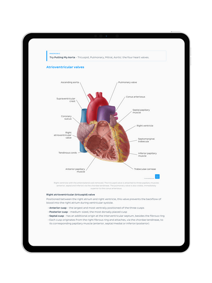Thorax Anatomy: Lecture Notes