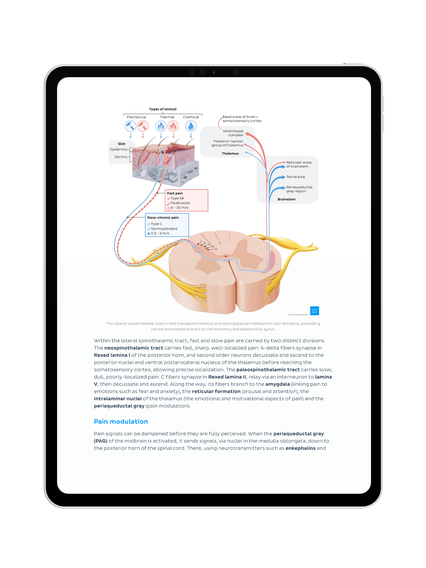 Neurophysiologie: Vorlesungsskript