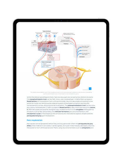 Neurophysiologie: Vorlesungsskript