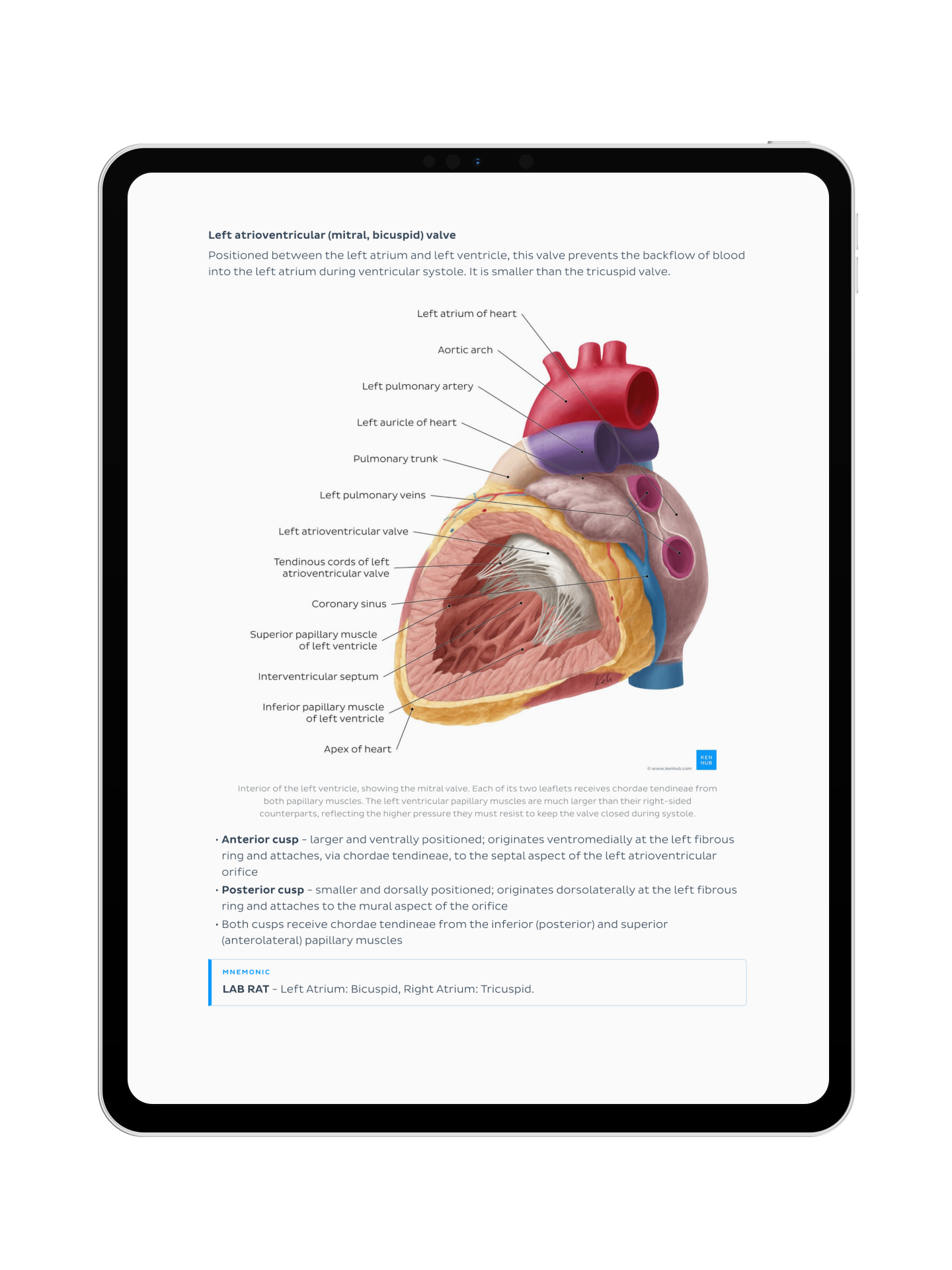 Thorax Anatomy: Lecture Notes