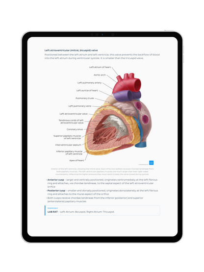 Thorax Anatomy: Lecture Notes