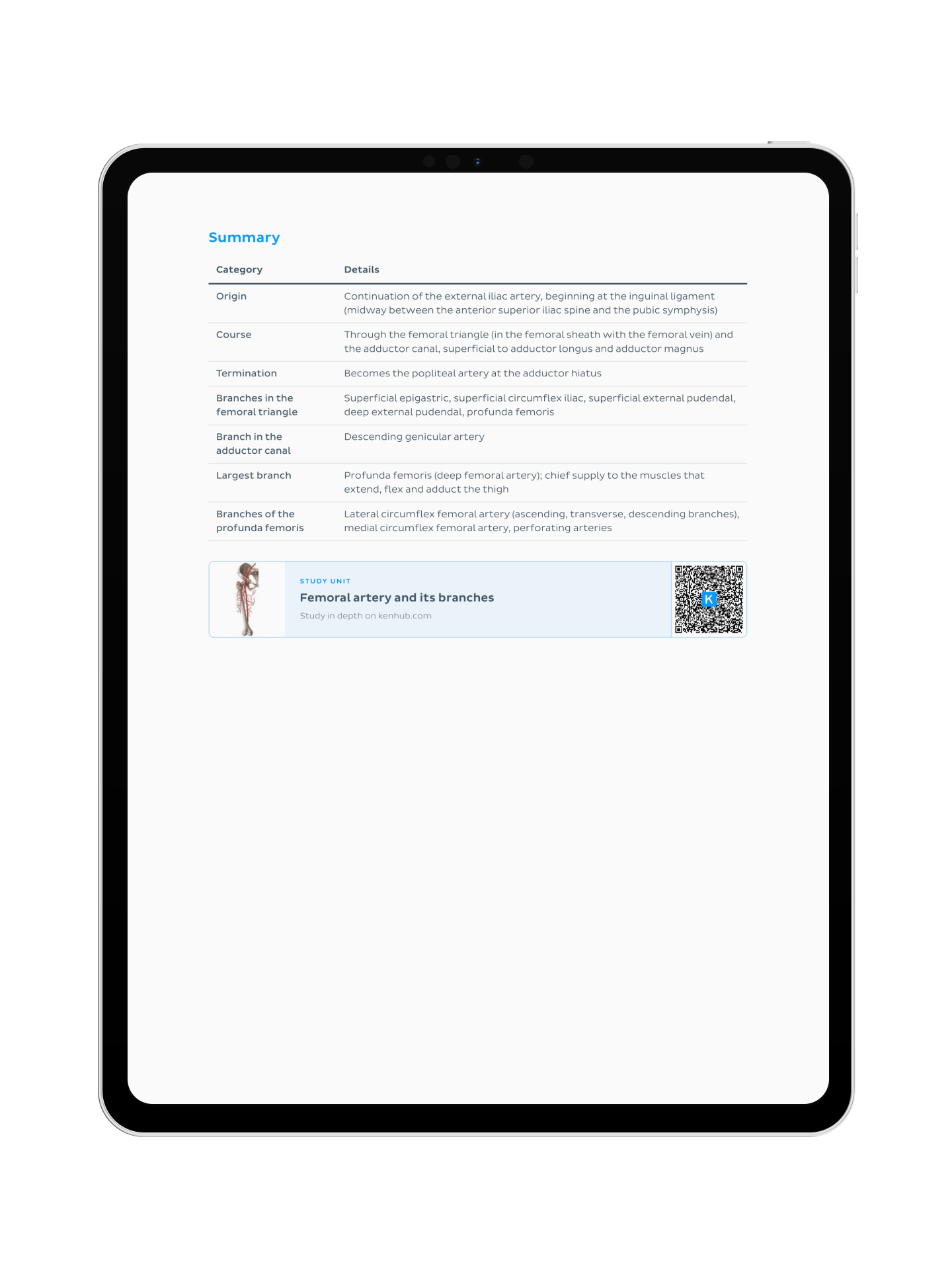 Lower Limb Anatomy: Lecture Notes