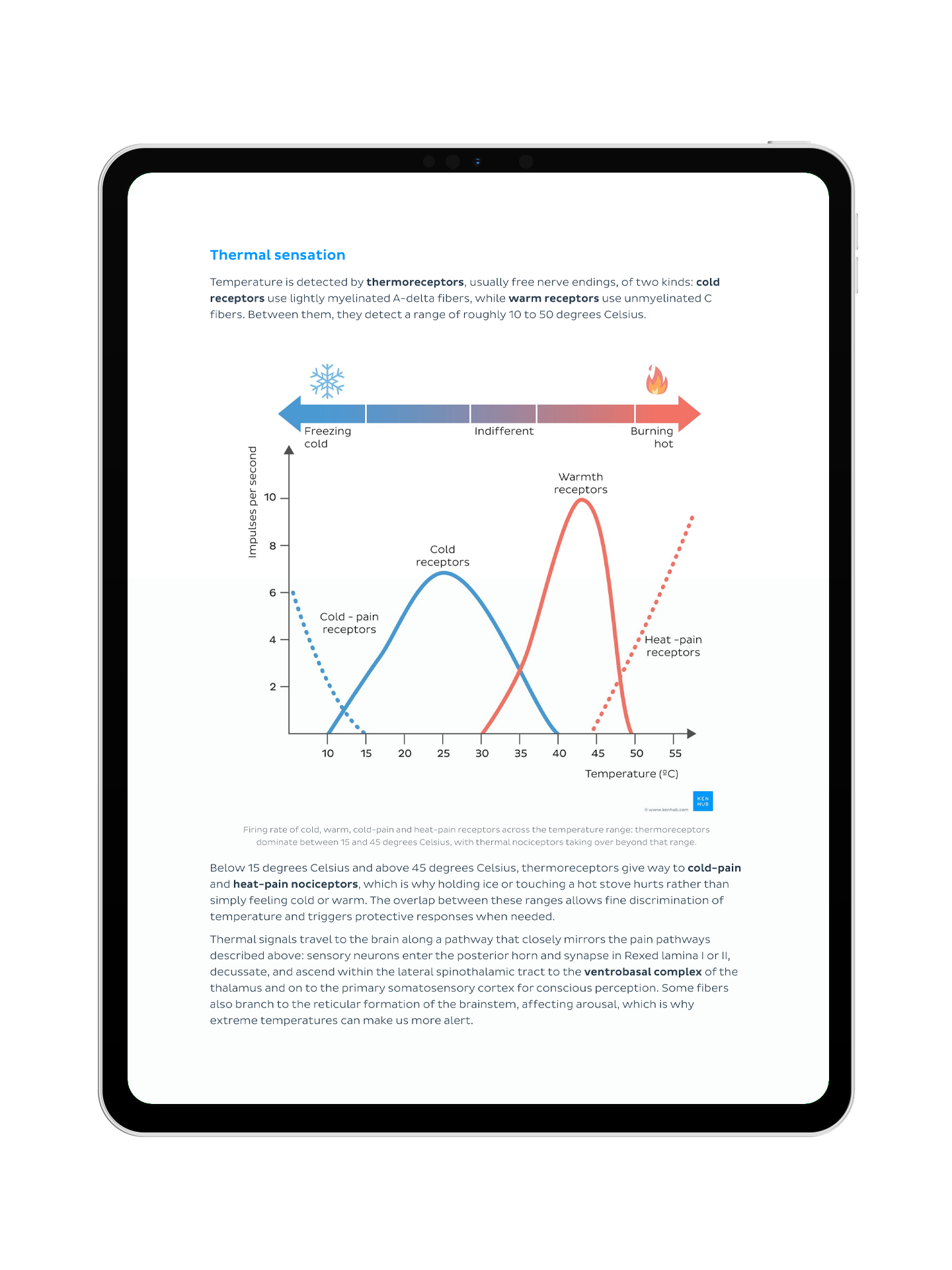 Neurophysiologie: Vorlesungsskript