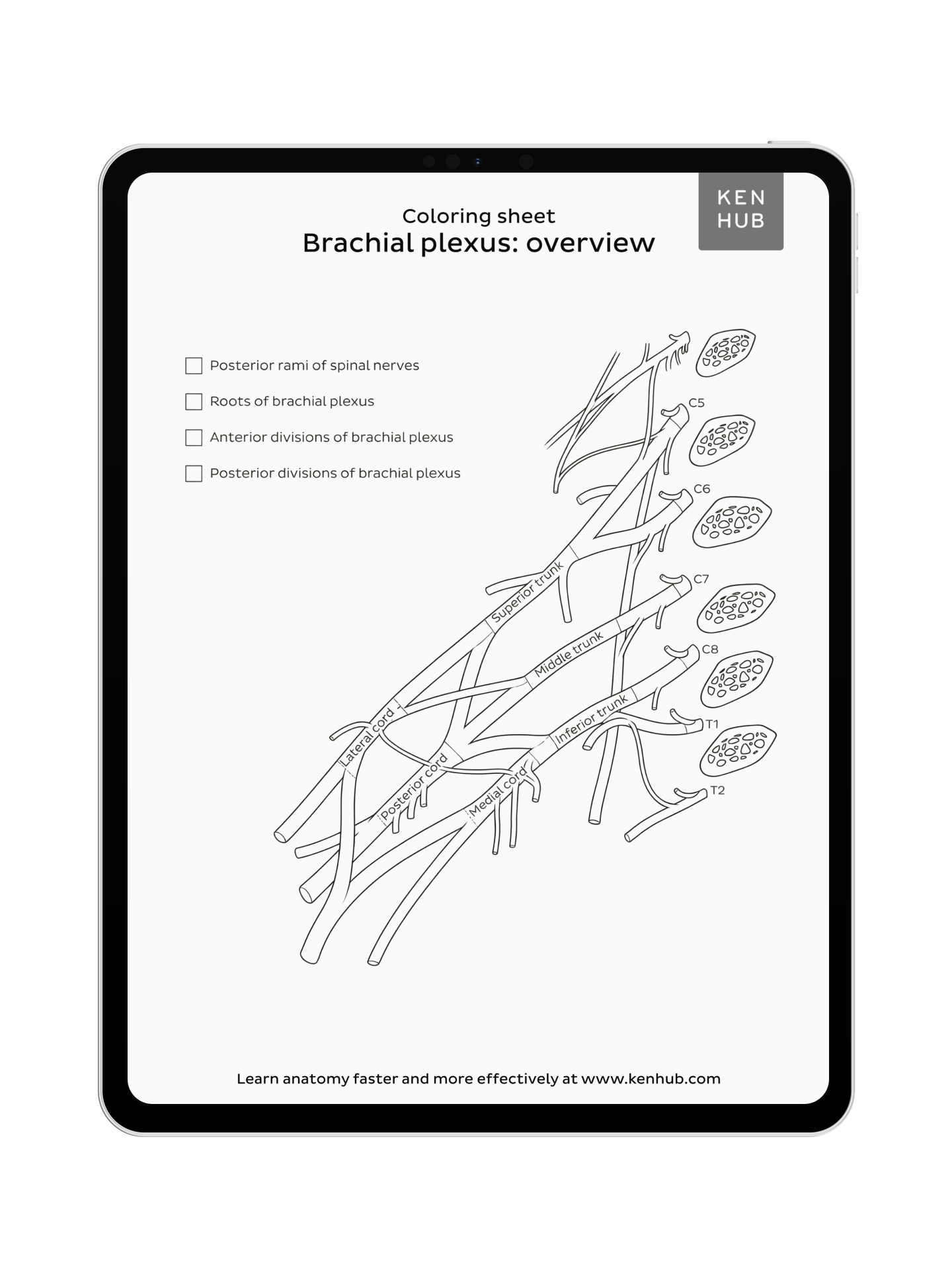 Coloring Pages – Kenhub Merch
